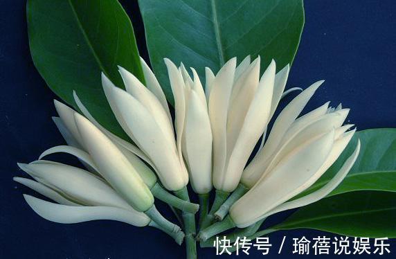 叶子|我国最香的花,叶子都是香的!简直就是“天然空气净化器”!
