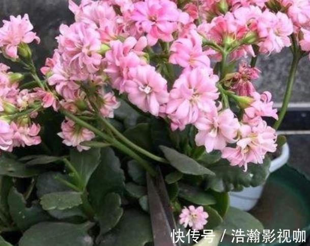 修剪完长寿花该怎么善后做好这4项工作,一茬接一茬开花