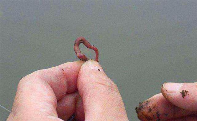 深秋钓鲫鱼,活饵直接使用落了下乘,增加一个步骤,诱钓效果翻倍