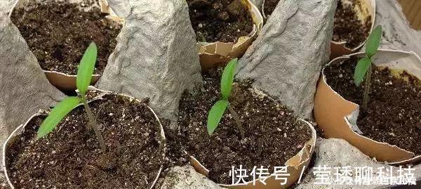 肥料|鸡蛋壳你不要都给我,鸡蛋壳的8种养花秘诀!