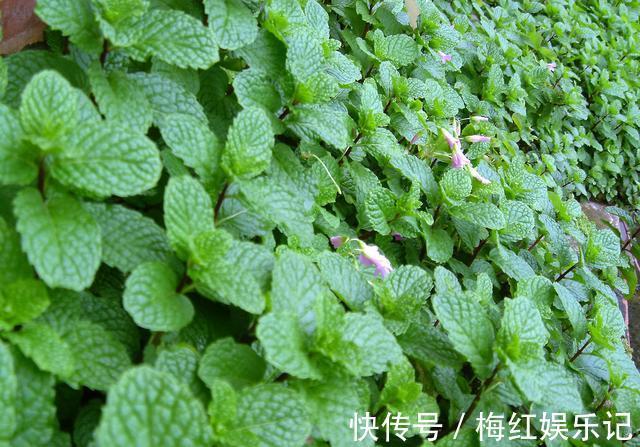 碰碰香|能“养人”的四种花，好养不怕热，可凉拌可泡茶，还能驱蚊子
