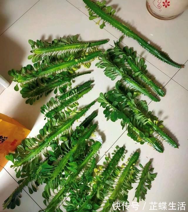 伤口|2个“大窍门”,扦插龙骨棒,3年窜屋顶,九柱龙镇宅又强壮