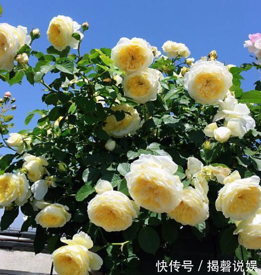 扦插月季小“方法”，扦插一棵活一棵，15天根系长满盆，非常简单