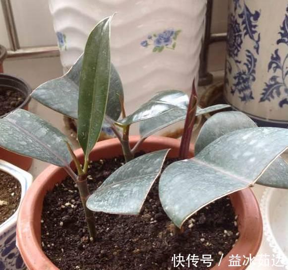 托盘|天热了就插4种花,生根快长势好,一插一大盆
