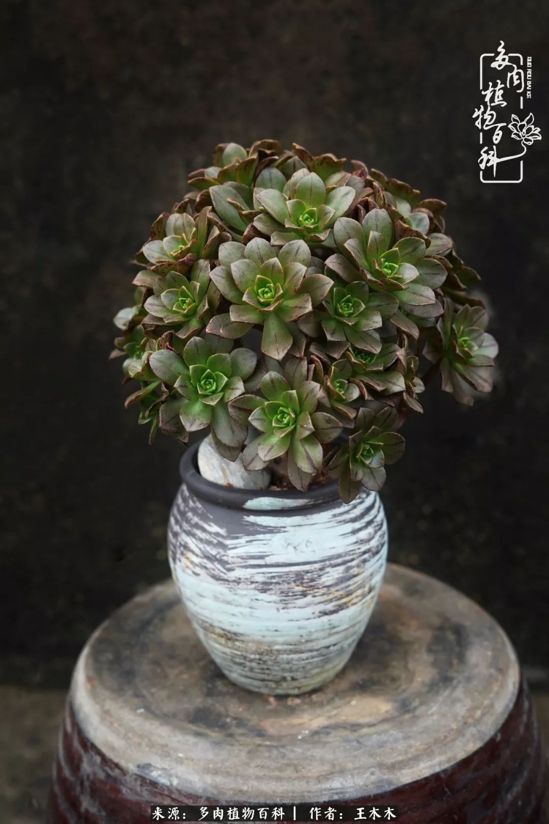 爱上多肉的第三个年头回看励志对比图，感悟岁月静好！