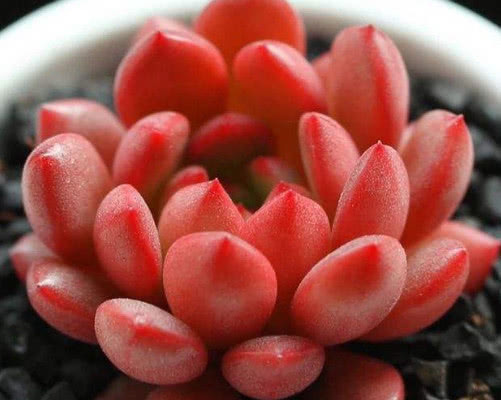 多肉红宝石夏季怎么养教你3个小妙招，养出最红润璀璨的红宝石