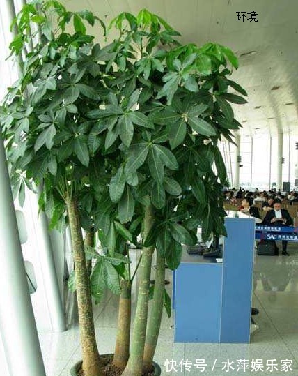 黄叶|养发财树做好这三点，不黄叶、不烂根，枝繁叶茂，不断窜新芽