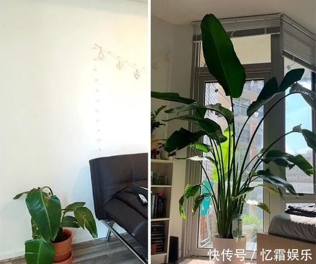 快枯死的绿植在大神手下起死回生,对比图超治愈又励志哇