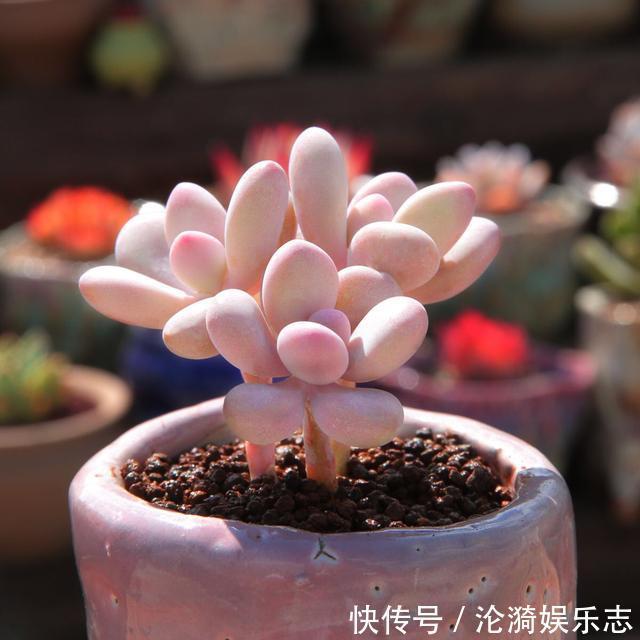 度夏|6月养多肉,只要“3方面”做好,多肉越长越迷人,度夏更轻松!