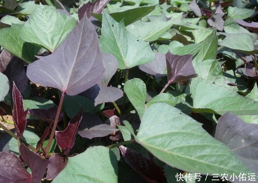 优质|紫薯增强记忆,修补心肌,重视紫薯田间管理,收获优质美味紫薯来