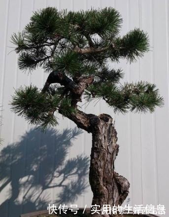 花草|富贵人家爱摆“6种花”,不仅外形美,还越养越值钱,再贵也要买!