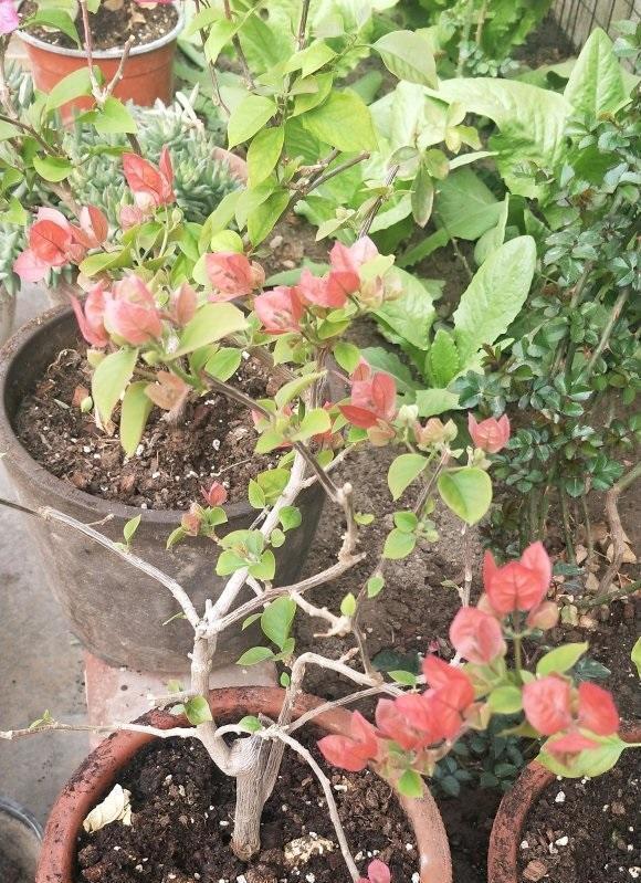 春天的三角梅,“这些操作”赶紧做,夏季枝叶更茂密,开花更多