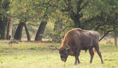 已消失6000年的野牛将重返英国,一种消失13.6万年的鸟也出现了