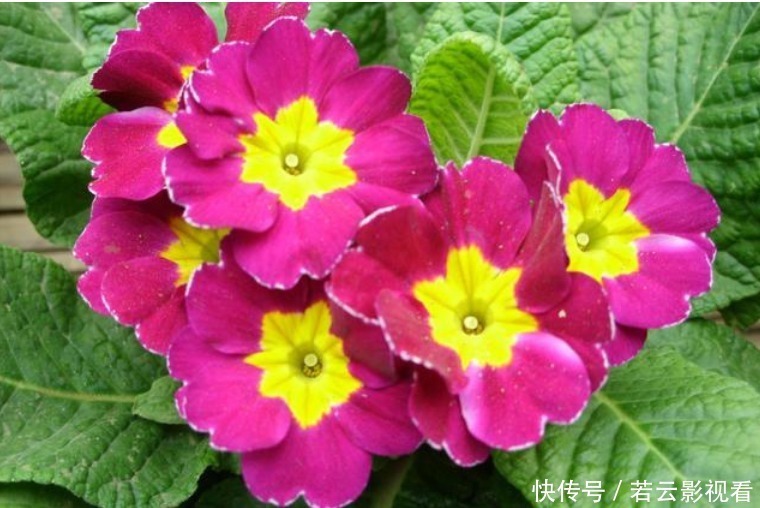 天竺葵|4种花好养又漂亮,养家里,名字好听,花更美,开花漂亮上档次!