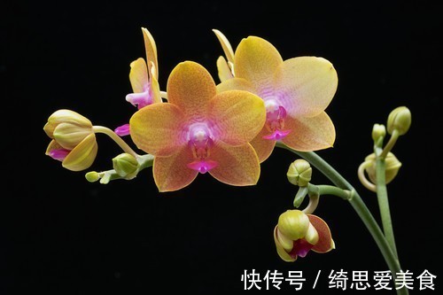 此花是一种典雅的花,代表了爱情和友情,是积极向的花