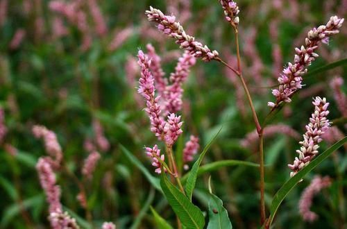 酿酒|农村水边一种野草,比辣椒还辣,常用来酿酒,用来捕甲鱼更是一绝