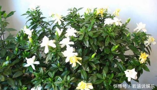 比“雨水”浇花还好,这种水家家有,浇花不用施肥,百利无一害