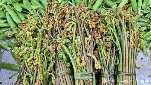 云吧|昌宁:入春了,漫山野菜里藏着人间烟火气