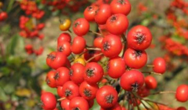 刺梨|几种野果已经不多见了,全吃过的估计都成家了!