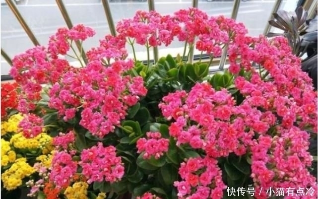 4种花高贵优雅，看了就让人沉醉，一年四季开花不断，阳台变花园