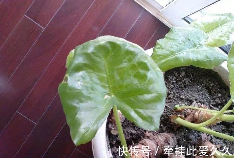 块根|家庭养花总会出现烂根现象,做好这些,再也不用担心换盆了