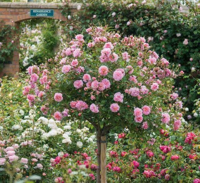 不论有没有院子，我都建议花迷们养一棵，藏不住的高雅气质