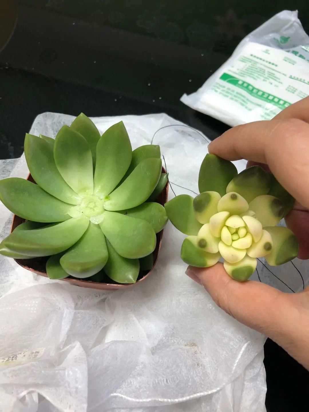 买的花总不活,秘密全在花盆里,搬起来看看才知道