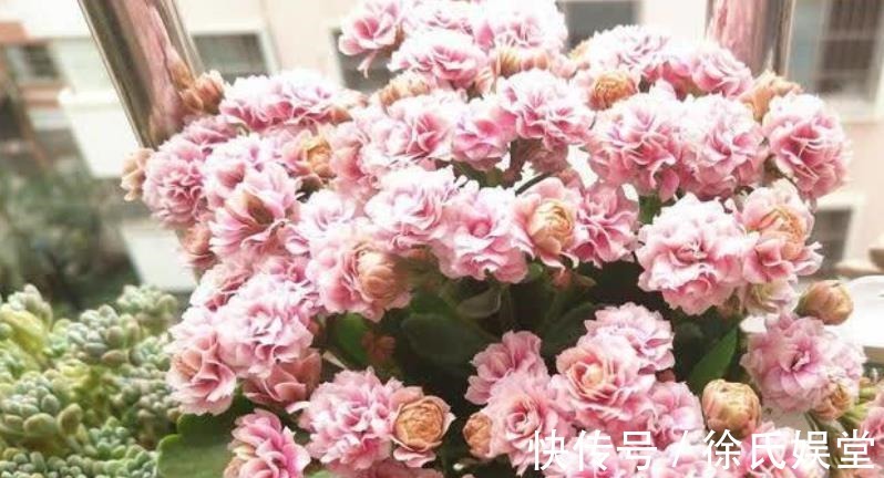 长寿花|新手须知:秋冬养长寿花,5个要点要谨记,做好了才能早开花