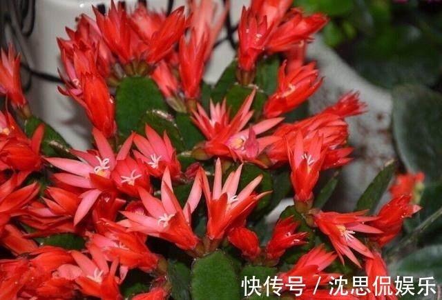 10样水浇蟹爪兰、仙人指、假昙花，开花上百朵，营养土都不用换