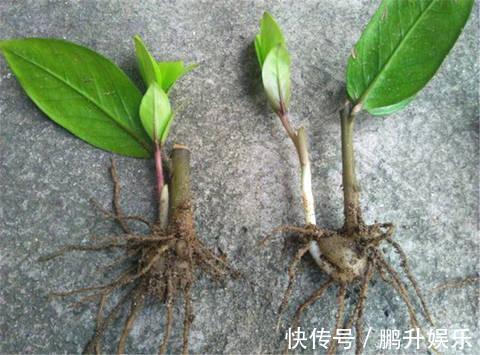 礼拜|这4种花真省钱,选个枝条埋土里,冒白根好成活,还能开红花!