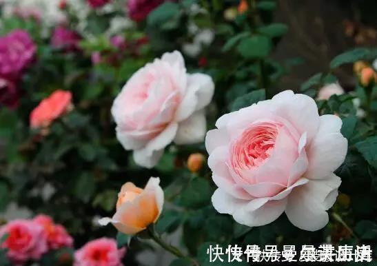 营养土|月季花苞小，开花少改善这“3点”，开花翻倍，花瓣又大又艳