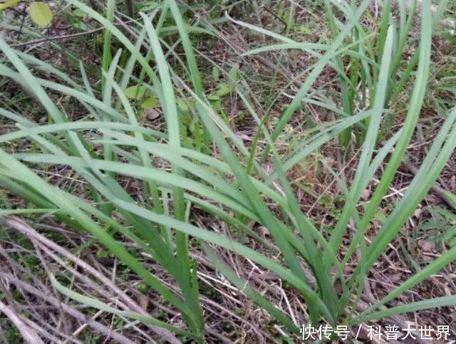 新品种|大别山中发现“神韭菜”,堪称韭菜“老祖宗”,或开发韭菜新品种