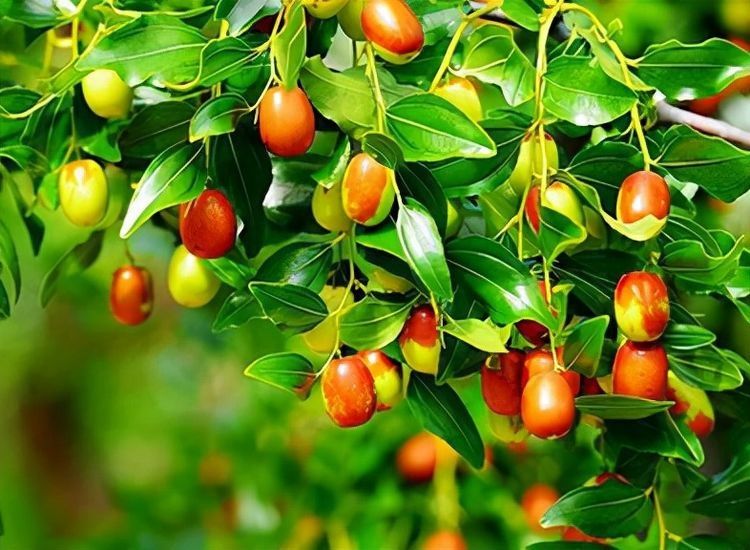 枣树|孩子正在长身体春天食补很重要，多吃3种养生果，寓意健康快乐