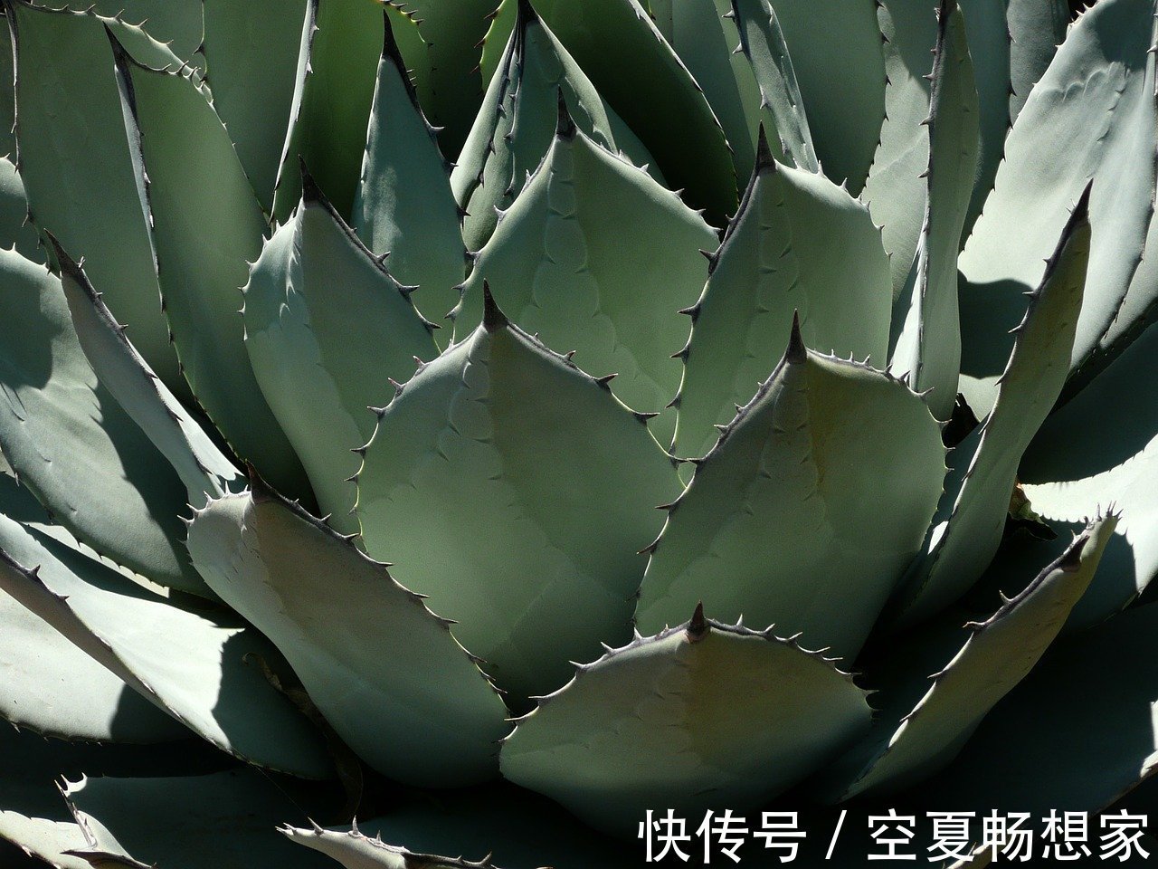 濯清涟而不妖|此花是等待凤凰涅槃而出现的产物,对生活充满希望,极具夏天主义