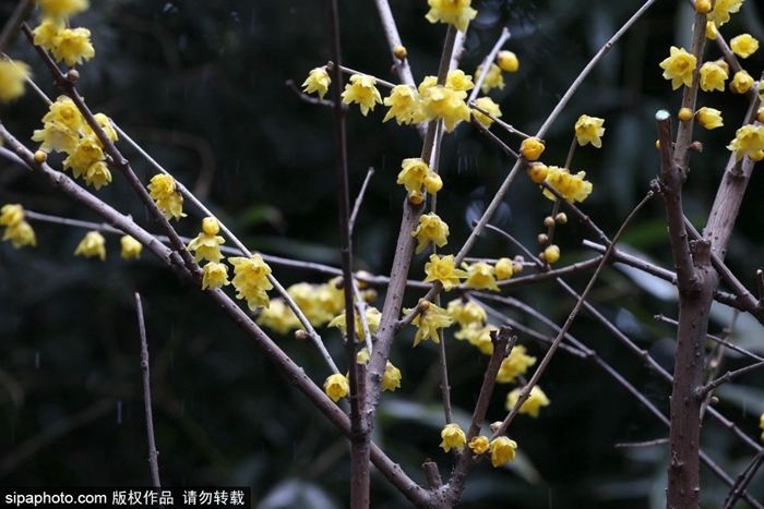 全北京的蜡梅都开了？今天继续推荐网友分享的蜡梅盛开之地，全在北京中心区！