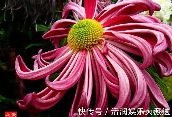 金蕊|喜欢菊花，不如养盆优良名菊“薰风倩影”，似金蕊红装，艳丽多彩