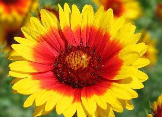 此4种花,芳香素雅,绿叶白花,格外清丽可爱,入手不亏