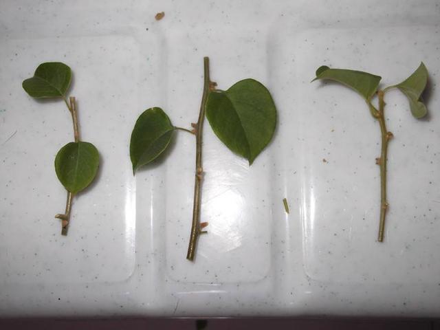 8种花不用花钱买,掐片叶、剪根枝,找个花盆种起来,家里放不下