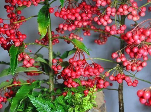 名字|1种花，名字叫“黄金万两”，养一盆在家，寓意真好