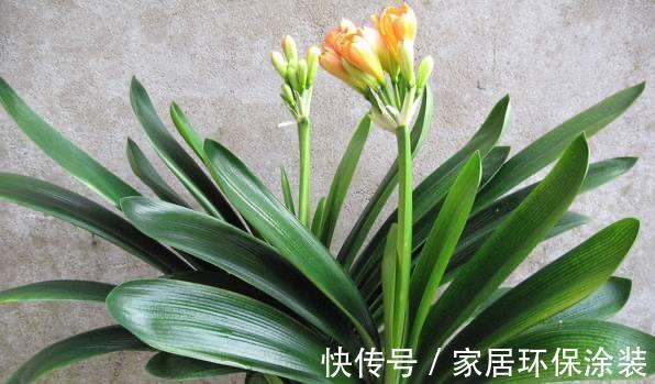 秋天|秋天别忘给君子兰换一次盆，根系壮实，叶子更多，花大色艳