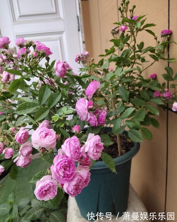 浇水|8种“漂亮花”,冬天要“虐着养”,越虐越健康,不然很难过冬