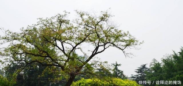 英灵|浩气长存碧沙岗,土岗有幸惺忠骨万千英灵长眠!