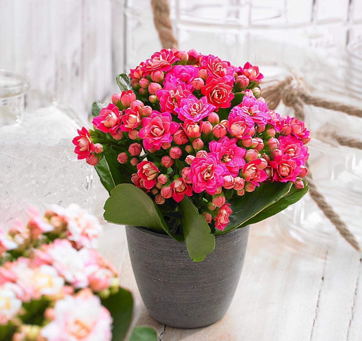 五种“旺宅花”，适合养客厅，一种比一种好养，一个比一个好看