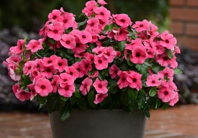 适合家里养的4种花,全年开花不长虫