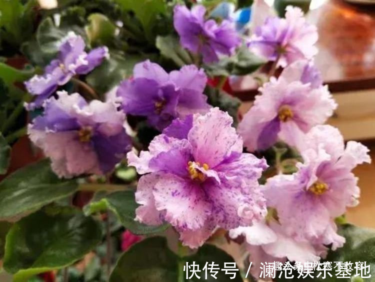 漂亮|几种花好养又漂亮,花朵大花期长,漂亮还能净化空气,高端上档次