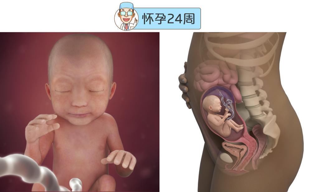 婴儿|最全的怀孕周期图鉴，感受从受精卵到婴儿的神奇变化！