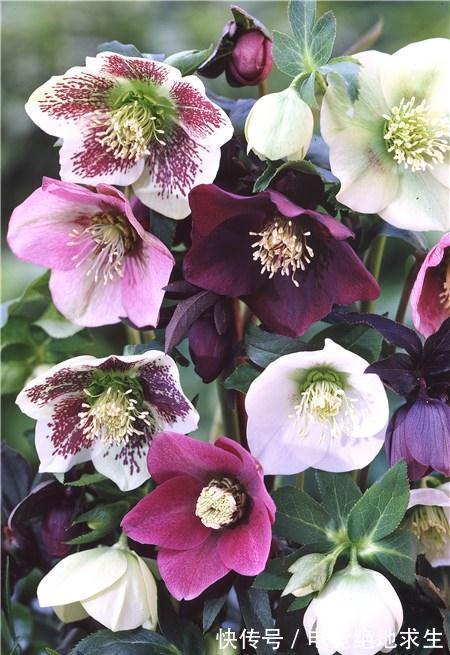 13种“漂亮花”,零下20度也冻不死它,大雪天依旧能开,又香又艳