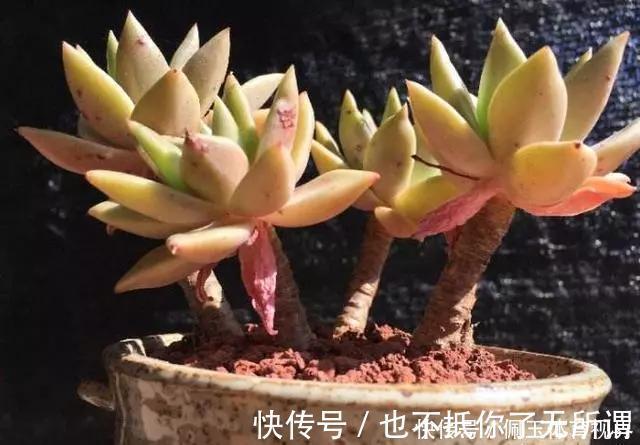 心血|老桩多肉该怎么换盆?2种方法“保活”,叫你心血不再白费