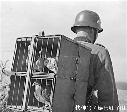 军鸽|二战中最“危险”的动物，抗日老兵：宁可停火，也要先把它击毙