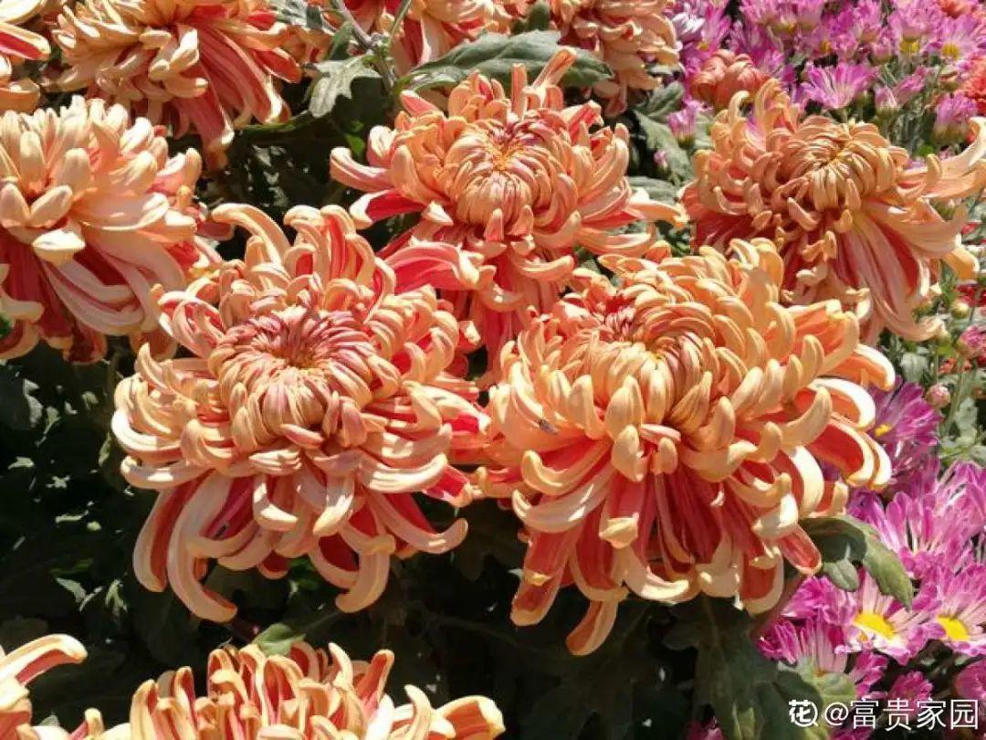 再穷也要养长寿花，寓意好、开花美，养人又养家！